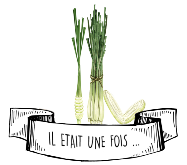 Huile essentielle de Lemongrass - Verveine des Indes 